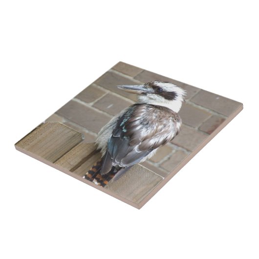 Kookaburra Fliese (Seite)