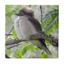 Kookaburra Fliese