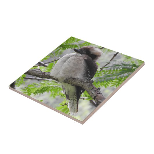 Kookaburra Fliese (Seite)