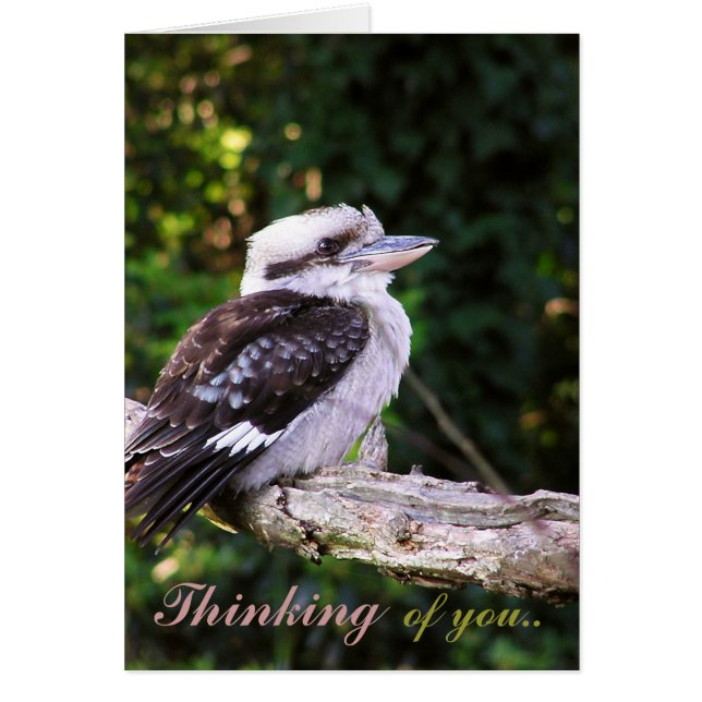Kookaburra Gedanken. Karte (Vorne)