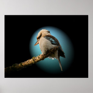 Kookaburra im Rampenlicht Poster