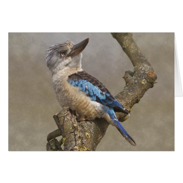 Kookaburra Karte (Vorderseite (Horizontal))