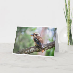 Kookaburra Karte
