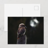 Kookaburra Lafter at Moonlight Postkarte (Vorne/Hinten)