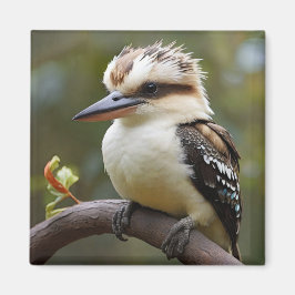 Kookaburra Magnet