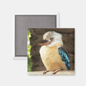Kookaburra Magnet (Vorderseite/Rückseite)