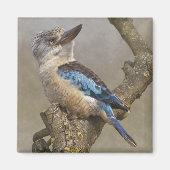 Kookaburra Magnet (Vorne)