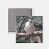 Kookaburra Magnet (Vorderseite/Rückseite)