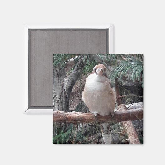 Kookaburra Magnet (Vorderseite/Rückseite)