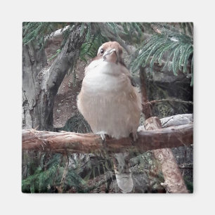 Kookaburra Magnet