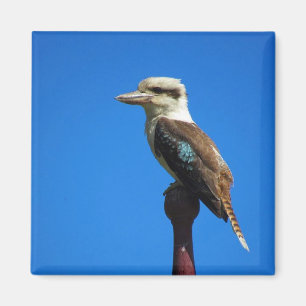 Kookaburra Magnet