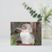Kookaburra mit der rechten Postkarte (Stehend Vorderseite)