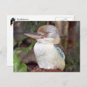 Kookaburra mit der rechten Postkarte (Vorne/Hinten)