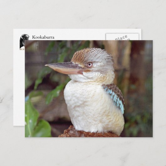 Kookaburra mit der rechten Postkarte (Vorne/Hinten)
