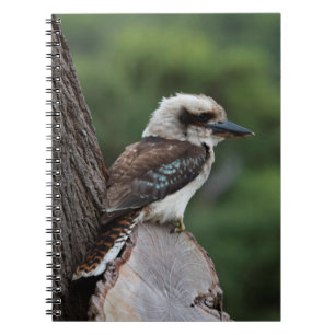Kookaburra Notizblock