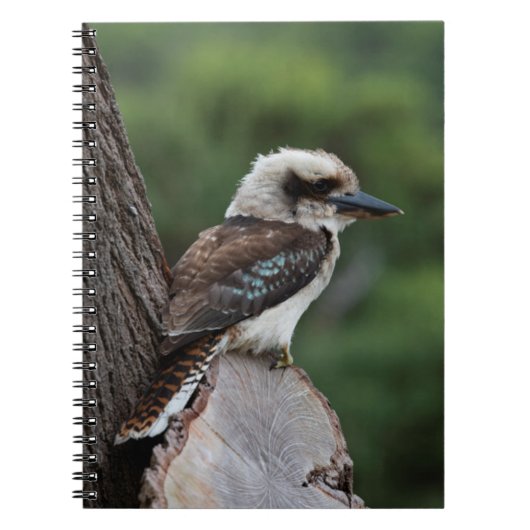 Kookaburra Notizblock (Vorderseite)