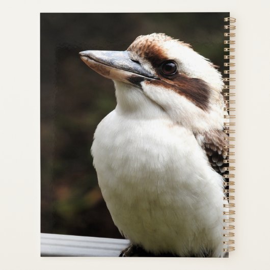 Kookaburra Planer (Rückseite)