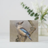 Kookaburra Postcard Postkarte (Stehend Vorderseite)