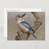 Kookaburra Postcard Postkarte (Vorne/Hinten)