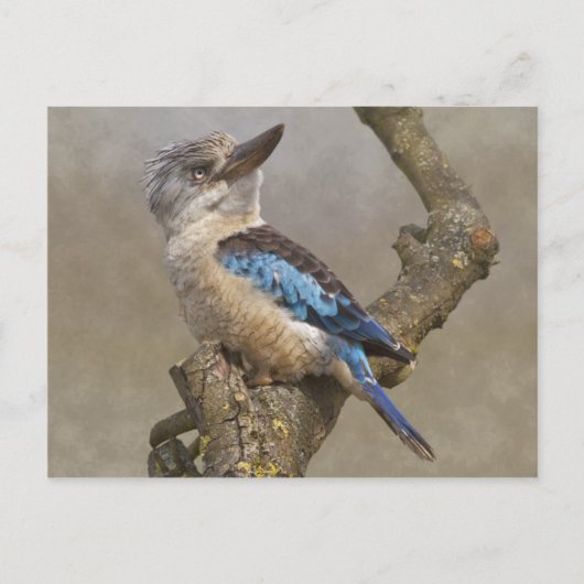 Kookaburra Postcard Postkarte (Vorderseite)