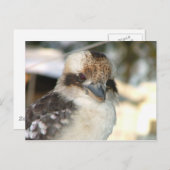 Kookaburra Postcard Postkarte (Vorne/Hinten)