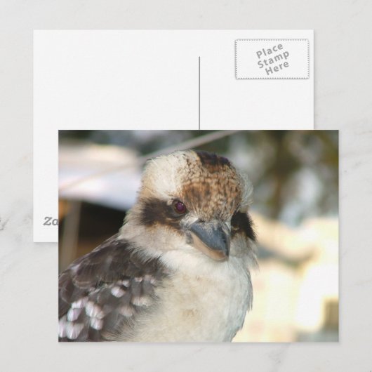 Kookaburra Postcard Postkarte (Vorne/Hinten)