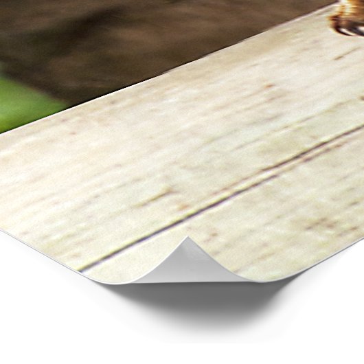 Kookaburra Poster (Ecke)