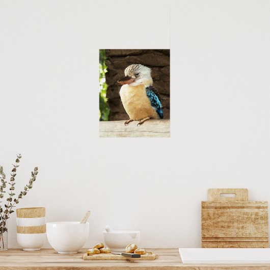 Kookaburra Poster (Küche)