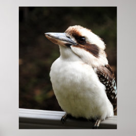 Kookaburra Poster