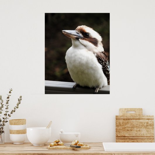 Kookaburra Poster (Küche)