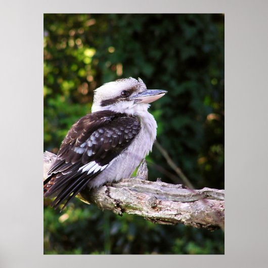 Kookaburra Poster (Vorne)