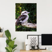 Kookaburra Poster (Heimbüro)