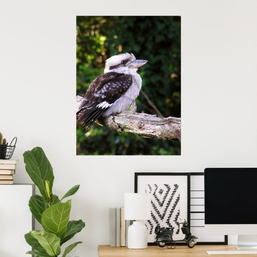 Kookaburra Poster (Heimbüro)