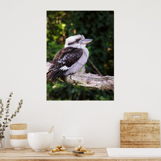 Kookaburra Poster (Küche)