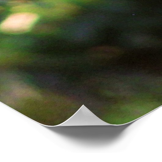 Kookaburra Poster (Ecke)