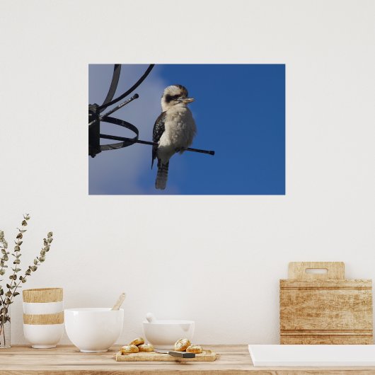 Kookaburra Poster (Küche)