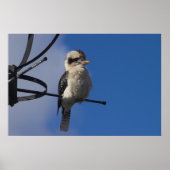 Kookaburra Poster (Vorne)