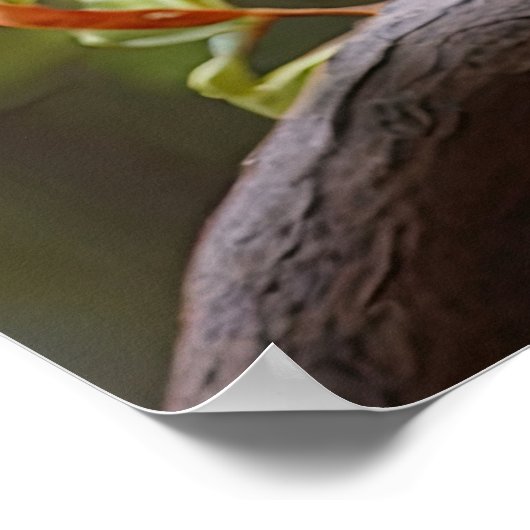 Kookaburra Poster (Ecke)