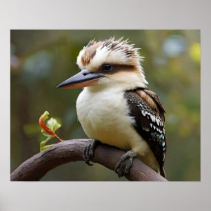 Kookaburra Poster