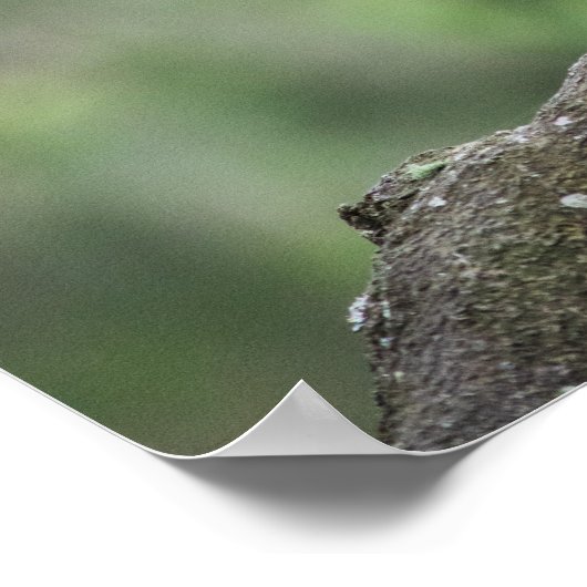 Kookaburra Poster (Ecke)