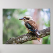 Kookaburra Poster (Vorne)
