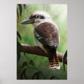 Kookaburra Poster (Vorne)