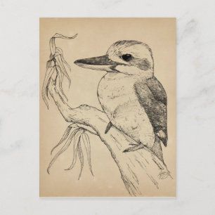 Kookaburra Postkarte