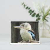 Kookaburra Postkarte (Stehend Vorderseite)