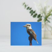 Kookaburra Postkarte (Stehend Vorderseite)