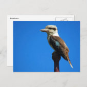 Kookaburra Postkarte (Vorne/Hinten)
