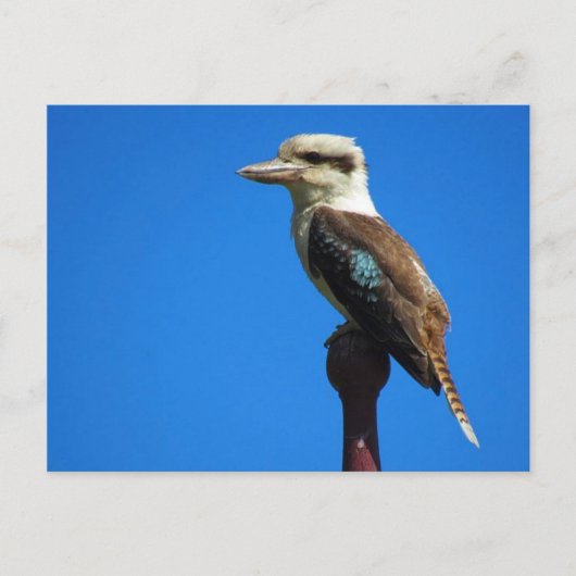 Kookaburra Postkarte (Vorderseite)