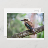 Kookaburra Postkarte (Vorne/Hinten)
