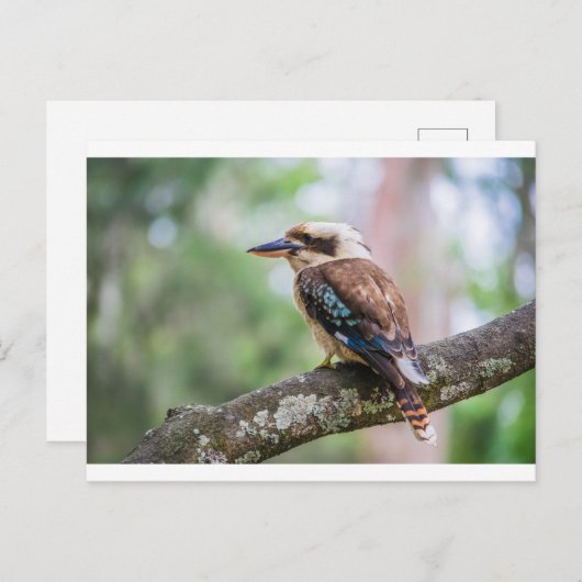 Kookaburra Postkarte (Vorne/Hinten)
