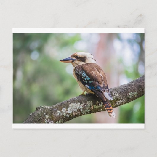 Kookaburra Postkarte (Vorderseite)